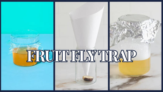 How to Get Rid of Fruit Flies: DIY Fruit Fly Trap